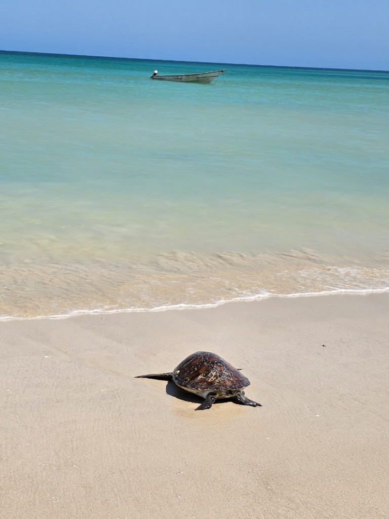 Sea turtle on the beach